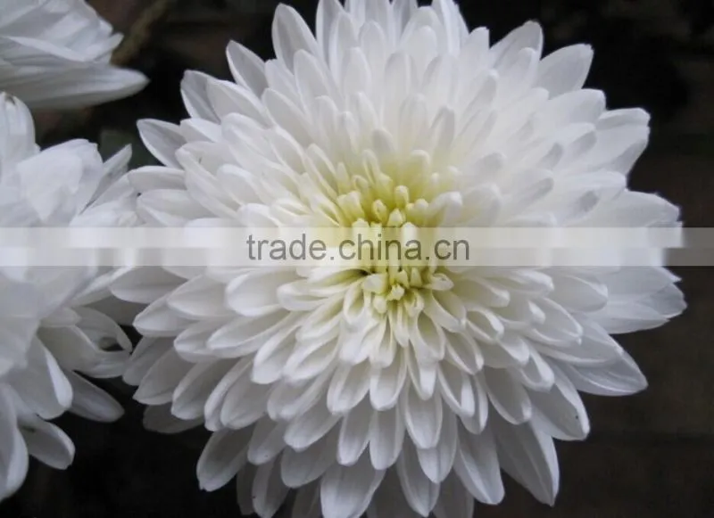 Hybrid Chrysanthemum Seeds For Sale
