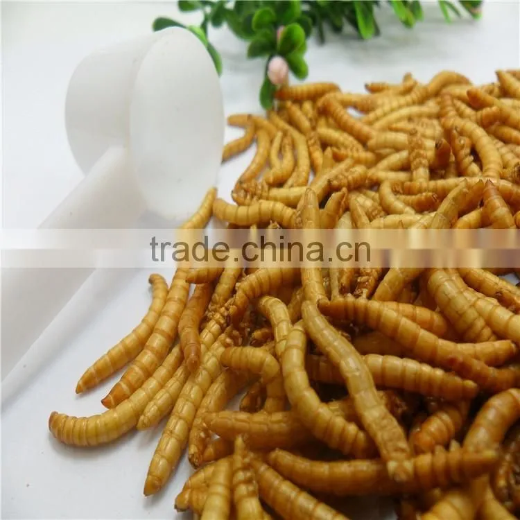 Premium Freeze Dried Mealworms For Bird Food;Natural Mealworms