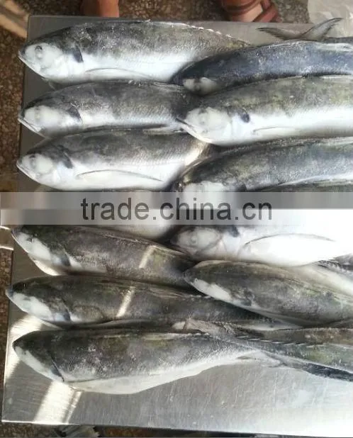 argentina mackerel jack mackerel