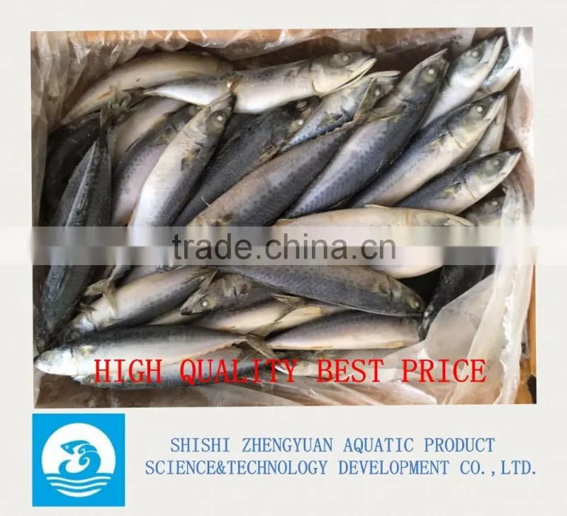 Chinese Frozen Seafood Frozen Fish