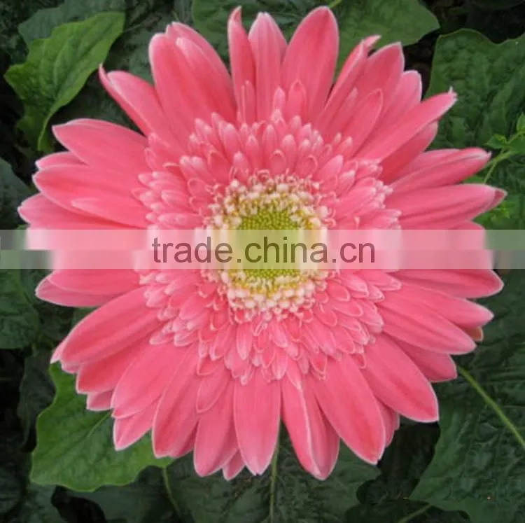 Fashion Honey pink gerbera daisy