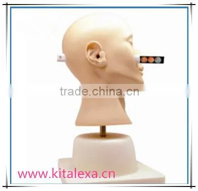 Diagnostic model of high level supply of medical diagnostic skills training model
