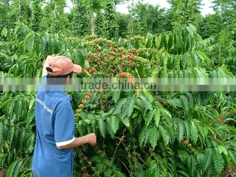 VIETNAM ROBUSTA COFFEE