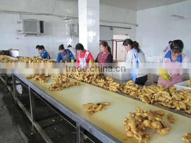 bulk fresh ginger