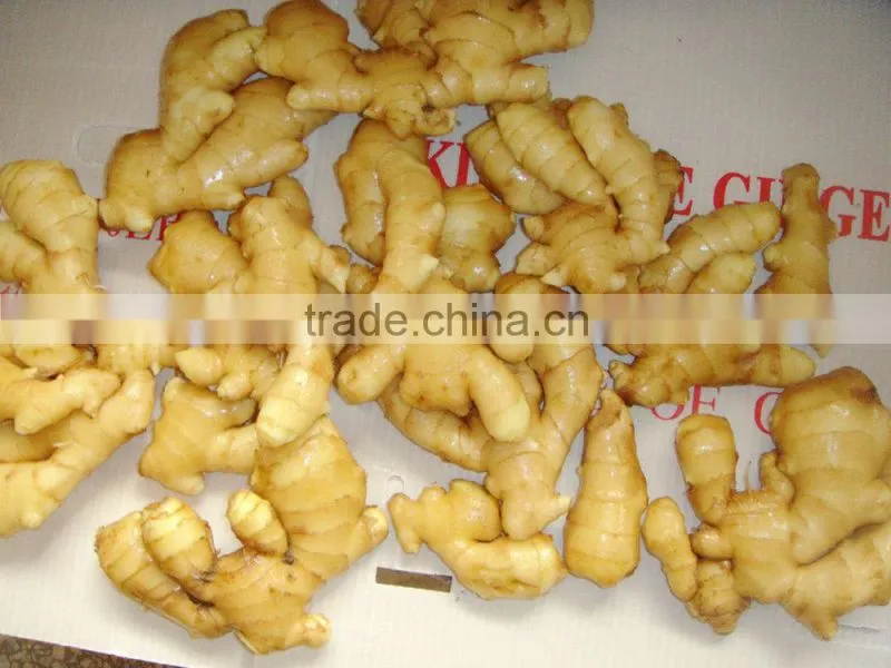 2014 new crop top quality fresh ginger market price for ginger