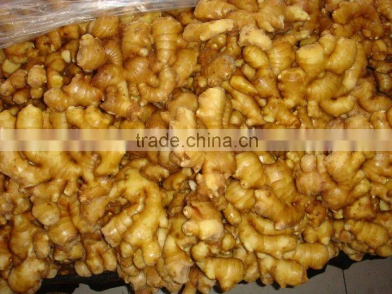 Chinese Fresh Young fresh Ginger