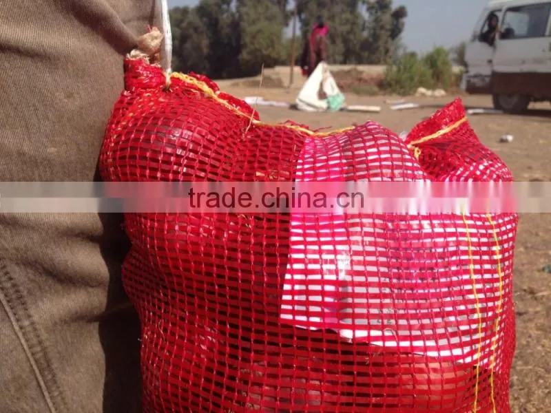 ONION Origin Egypt