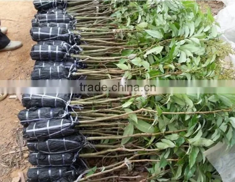 litchi tree seedling