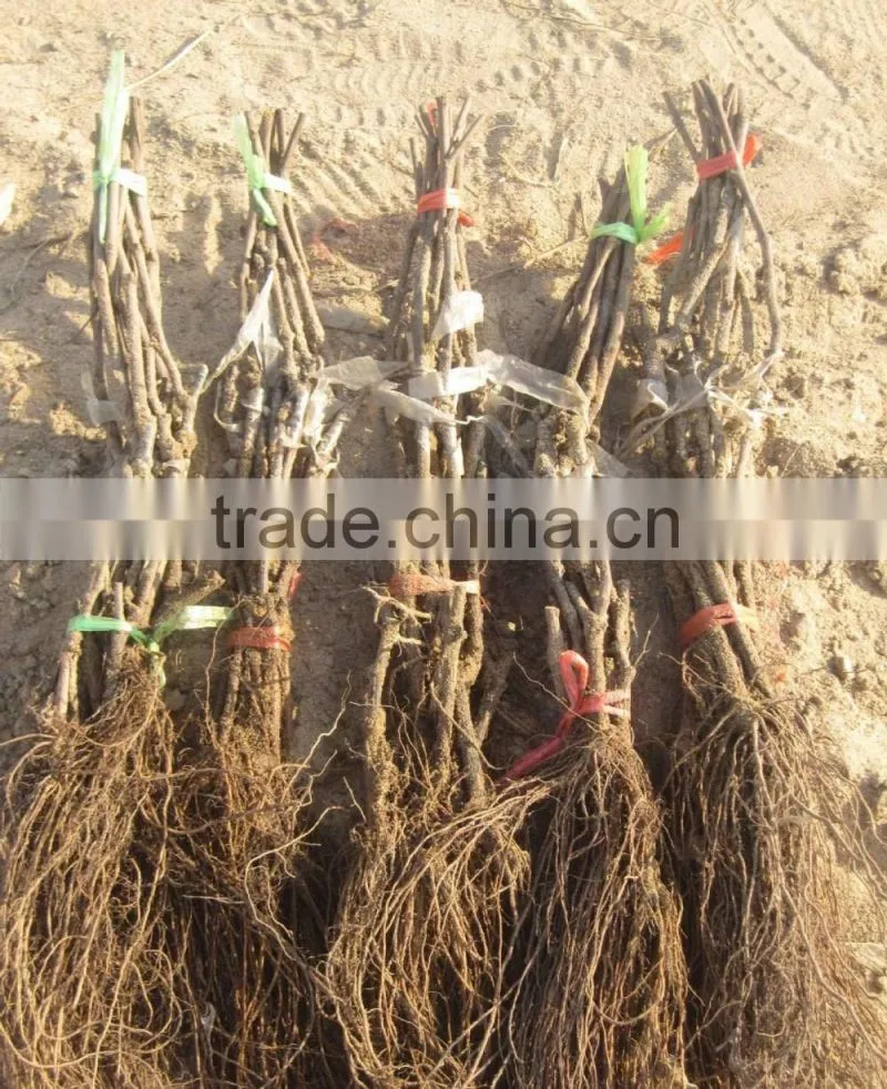 Easy survival putao shu:The grape seedling