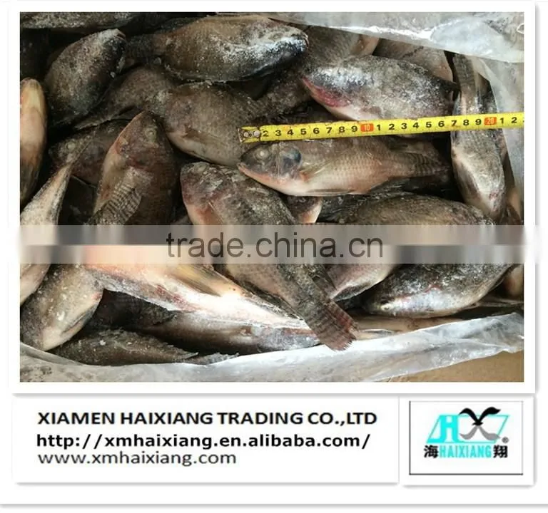 Frozen fish-Saury Fish