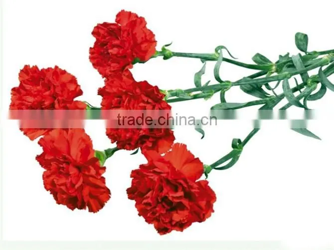 Fresh cut Flower Carnation all colour Mother's day