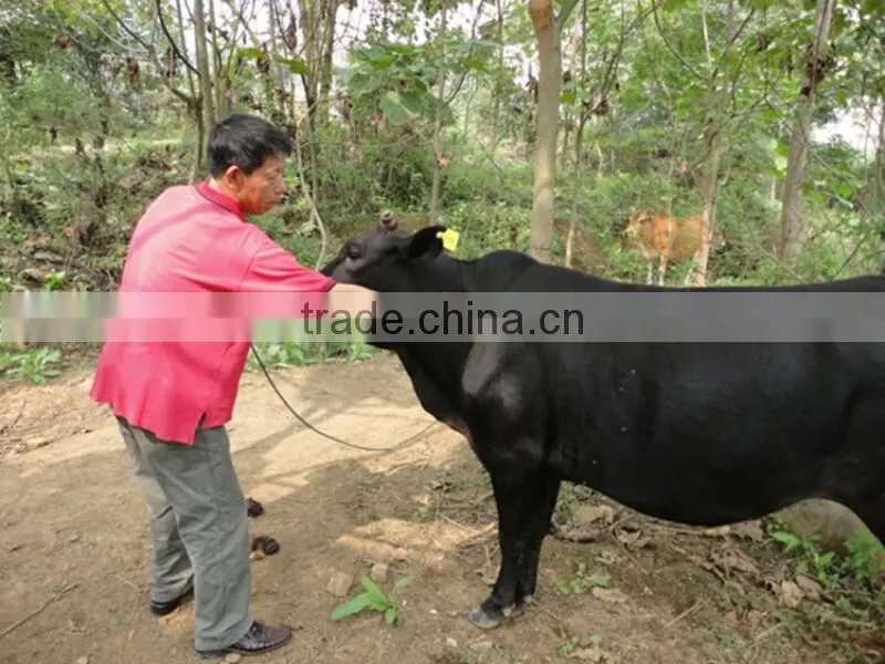 Printable UHF RFID Animal Ear Tag TPU material cattle ear tag