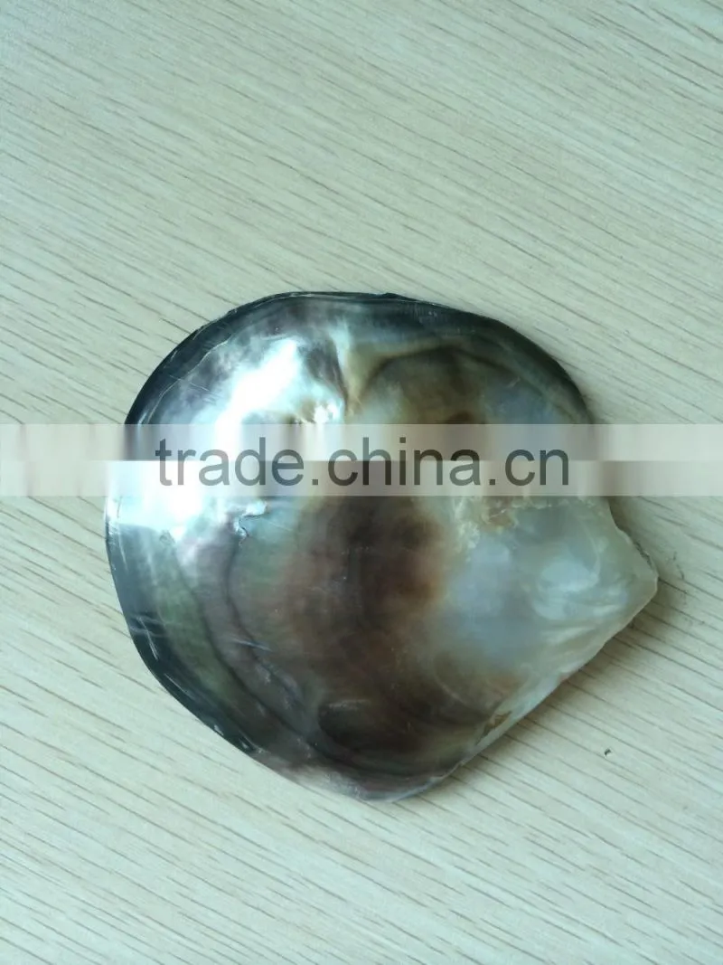 Polished Blacklip Mother of Pearl Shell