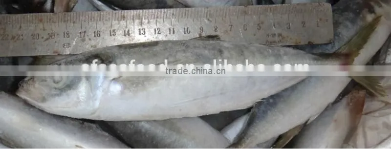 deep frozen horse mackerel