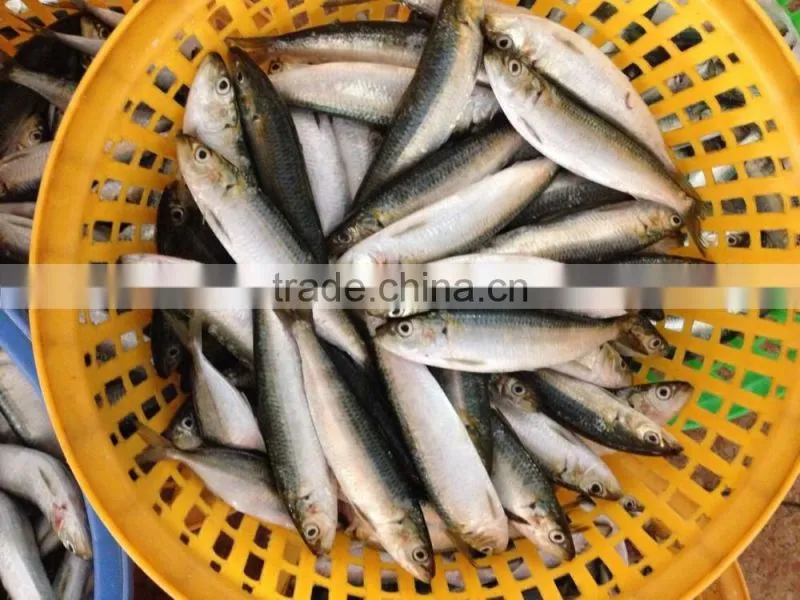 frozen pacific mackerel in china