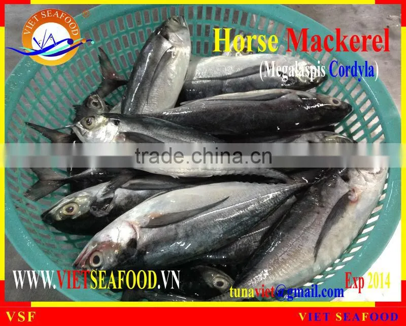 FRESH RAM MATERIALS W/R HORSE MACKEREL