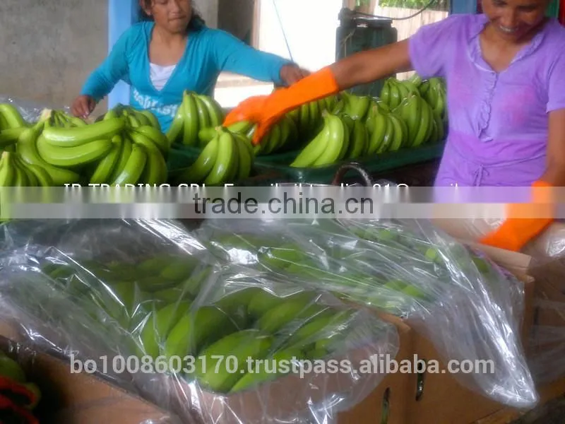 fresh bananas