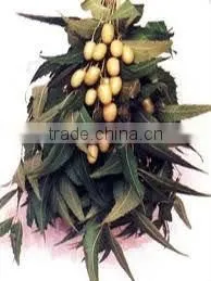 SPICE & OLEORESINS