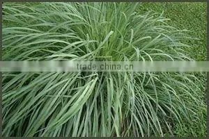 Lemongrass Essential Oils