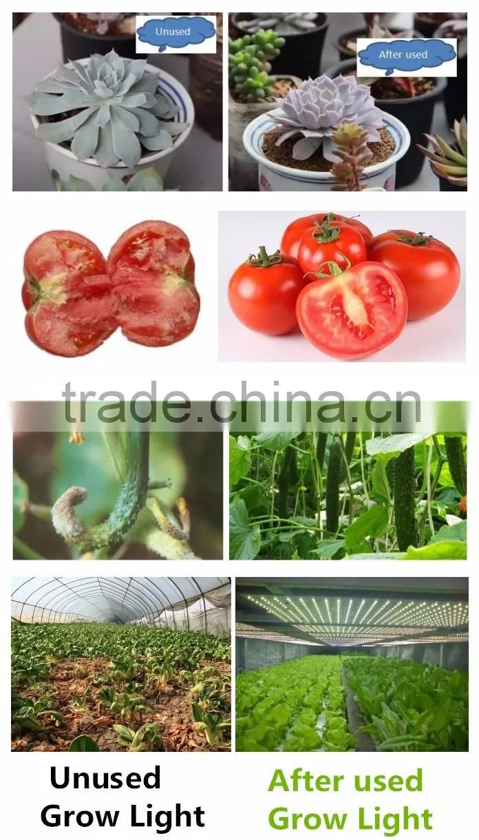 Shenzhen Factory Growing Lights LED 3w LED Grow Light for Growing