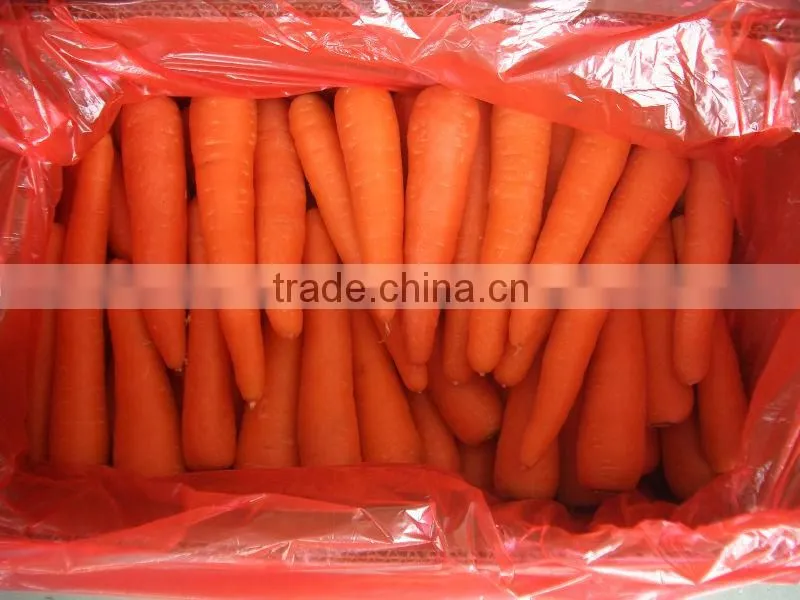 fresh vegetable carrot Shandong