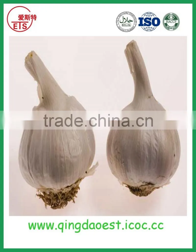 Good quality and best price hot sale fresh pure white garlic