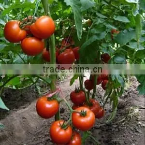 Good quality Hybrid red fruit Tomato seeds for growing- Holland No.4