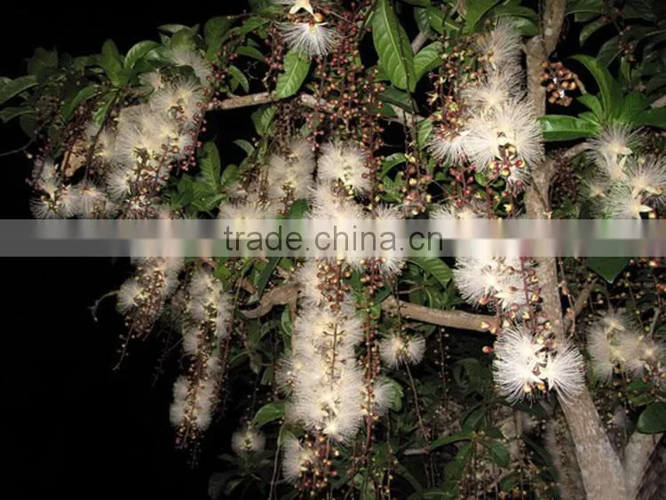 The landscape tree Barringtonia asiatica seedling