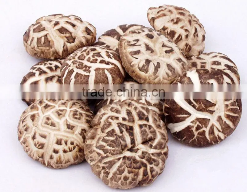 hot sale log white flower mushroom