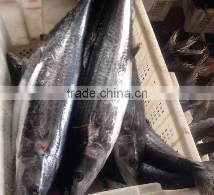 Frozen Style Horse Mackerel For Sale