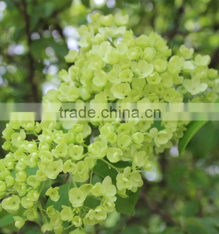Newest Best-Selling popular lime green hydrangea flower
