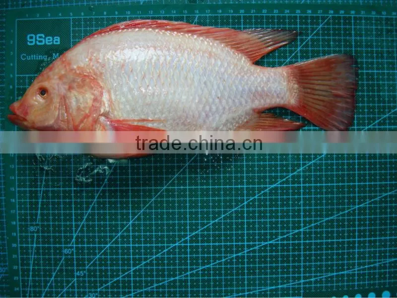 frozen red tilapia fish