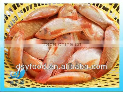Frozen WR red tilapia