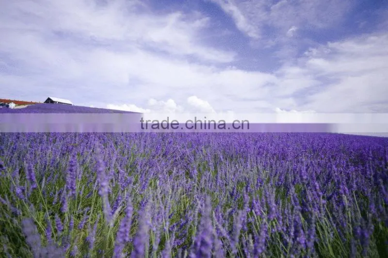 100 pure natural Lavandin Grosso essential oil
