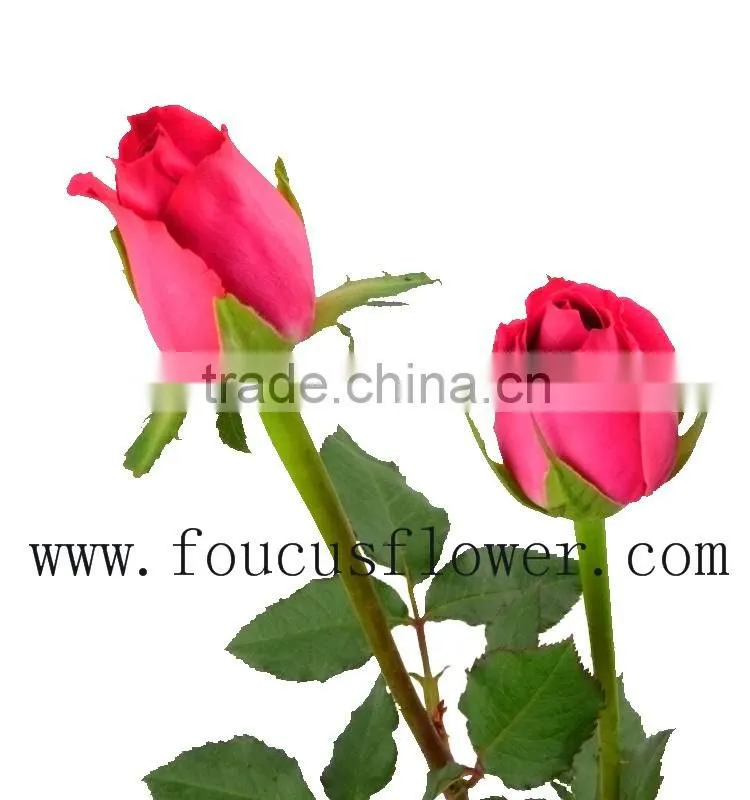Export Fresh Cut Flowers Roses Durable Hot Selling Cut Roses Fresh Rose Flower Wholesale Flower Pots From China