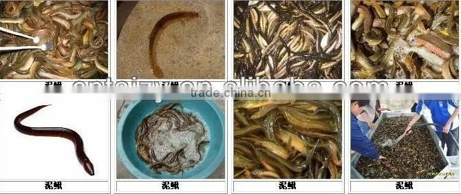 large output fish meal machine/fish powder machine/fish meal plant with factory price 0086 15037190623