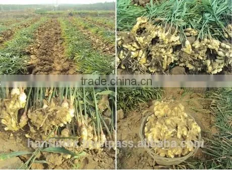 ORGANIC FRESH GINGER VIETNAM FOR GINGER SLICES