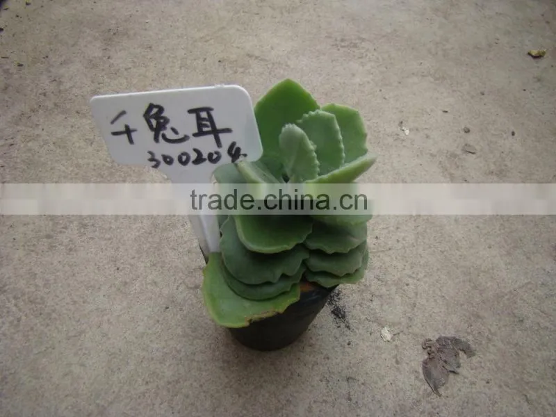 succulent plants