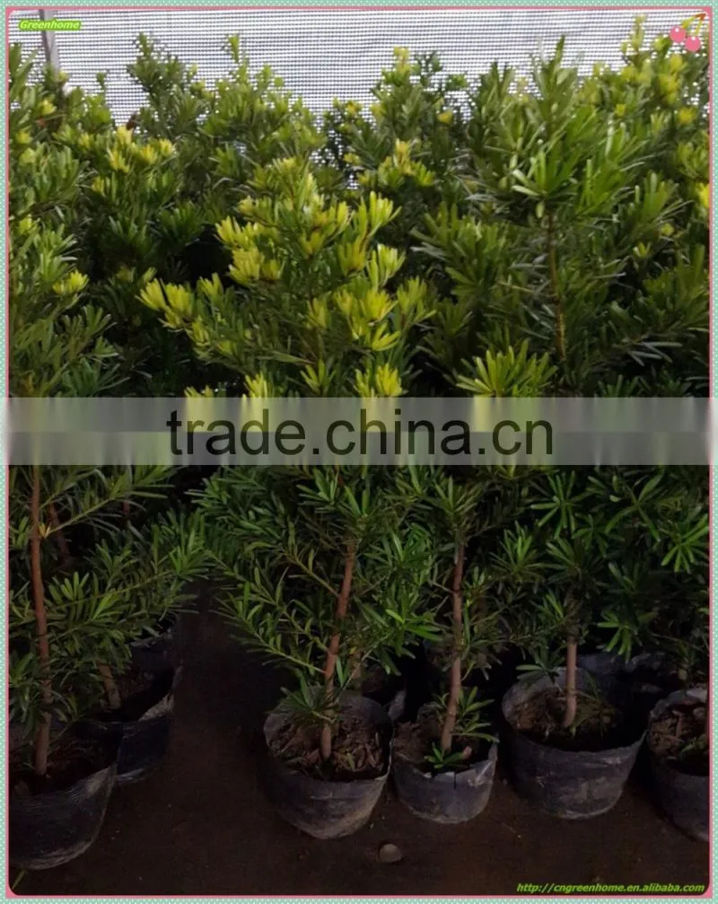 Outdoor Bonsai Podocarpus Macrophyllus