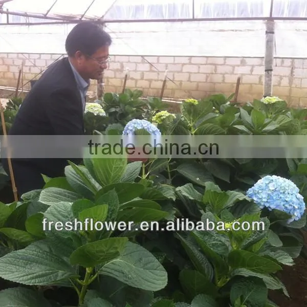 supply high quality of Hydrangea from china
