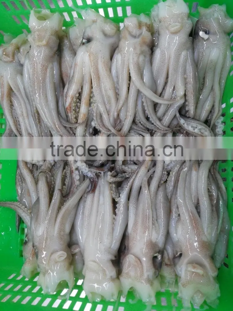 Frozen BQF New produced Tweed Bait squid Heads
