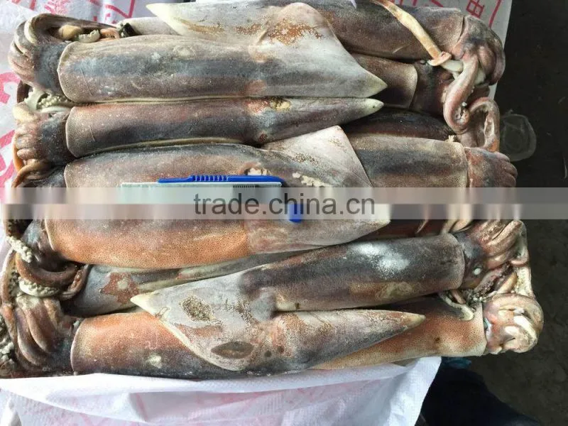 Agrentinus Squid Frozen 400g/600g whole round