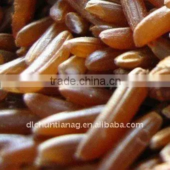 Red rice