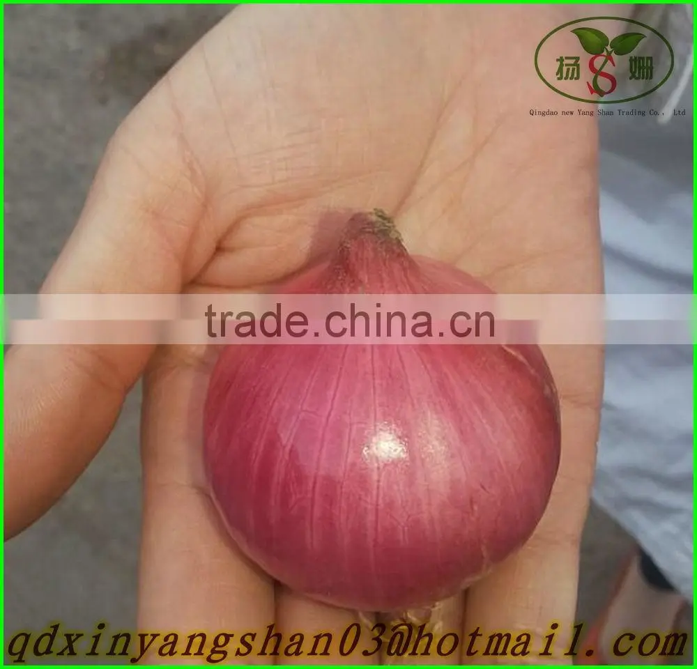 (CHINA RED ONION OFFER ) Red Onion /Fresh Onion