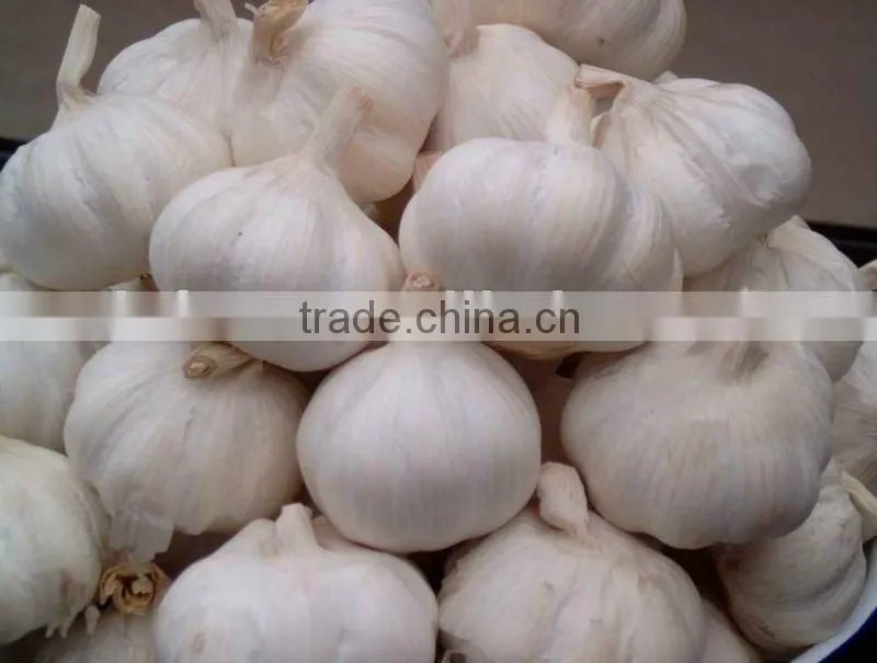 chinese snow white garlic