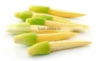 Organic Fresh Baby Sweet Corn