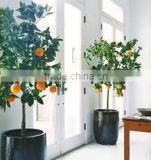 Decorative Artificial mango tree