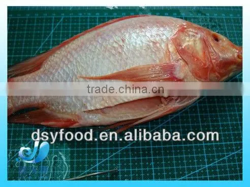 Frozen Fresh Red Tilapia Fish WR