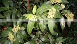 100% Pure Myrtle Oil, GMP / ISO