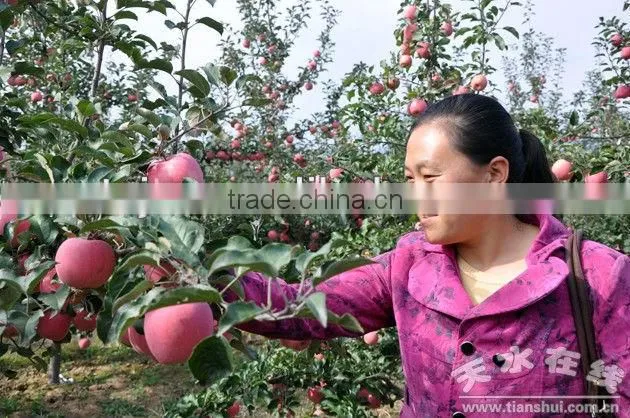 Crop Fuji apple